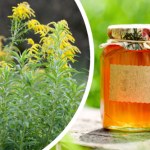 mimoza Najzdrowszy rodzimy miód. Polska mimoza dobra dla wątroby, nerek i serca