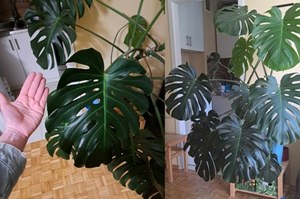 Nakarm swoją lichą monsterę. Po takiej dawce liście będą ogromne