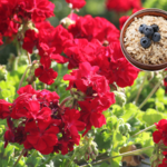 Nakarm tym śniadaniem pelargonie. Sąsiadom opadnie szczęka na widok bujnych kwiatów