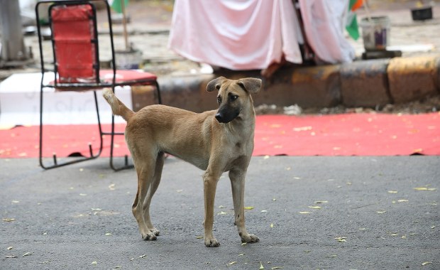 Nakazują usunięcie miliona psów z ulic. Decyzja wywołała ogólnokrajową burzę