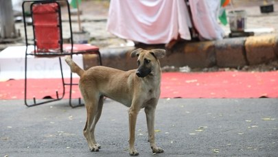 Nakazują usunięcie miliona psów z ulic. Decyzja wywołała ogólnokrajową burzę