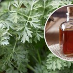 Nalewka z popularnego chwastu to naturalny środek na pasożyty. Stosuj ostrożnie