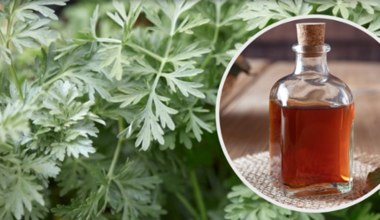 Nalewka z popularnego chwastu to naturalny środek na pasożyty. Stosuj ostrożnie