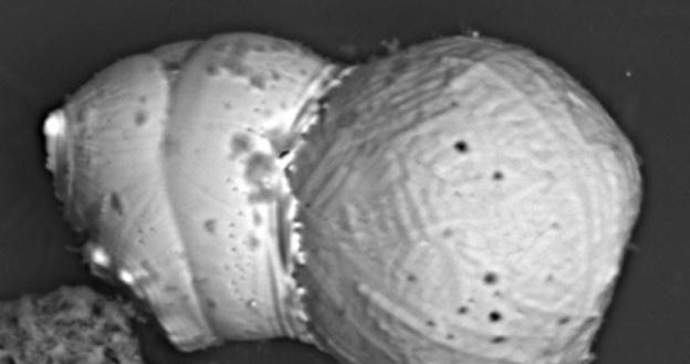 Nanodiament - obraz mikroskopowy.  Fot. UCSB /materiały prasowe