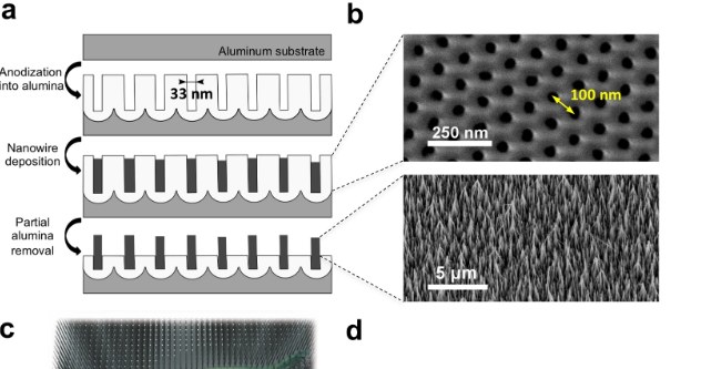 Nanodruty zwiększają tempo wzrostu kościotwórczych komórek macierzystych /Jose E. Perez et al., 2022. Modulated nanowire scaffold for highly efficient differentiation of mesenchymal stem cells. Jpurnal of Nanobiotechnology 20, 282/Open Access /materiały prasowe