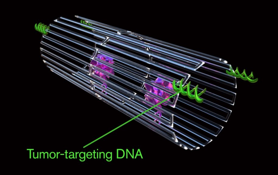 Nanoroboty z cząsteczkami trombiny i aptamerami DNA (zielone) /Jason Drees, Arizona State University /Materiały prasowe