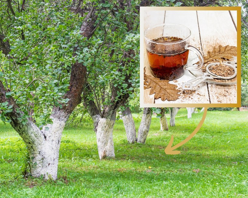 Napar z kory dębu korzystnie wpływa na rośliny. Skutecznie ochroni drzewka owocowe przed szkodnikami. /Pixel