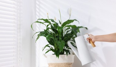 Napar z tej przyprawy wzmocni skrzydłokwiat. Podlej, a obficie zakwitnie