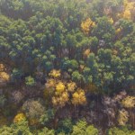 liść Napędza życie całej rzeki. Niesamowita rola liści