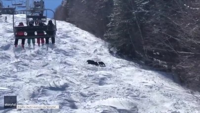 Narciarze na wyciągu, a po stoku grasuje niedźwiedzica z młodymi 