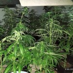 Narkotyki w pokrowcu na gitarę. Policja przejęła 40 kg substancji zakazanych