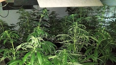 Narkotyki w pokrowcu na gitarę. Policja przejęła 40 kg substancji zakazanych