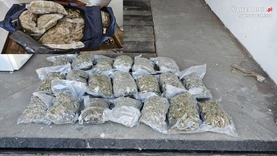 Narkotykowy diler zatrzymany. Policjanci przejęli 60 kg środków odurzających  