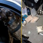 narkotyki Narkotykowy gang z Podlasia rozbity. Spektakularna akcja policji