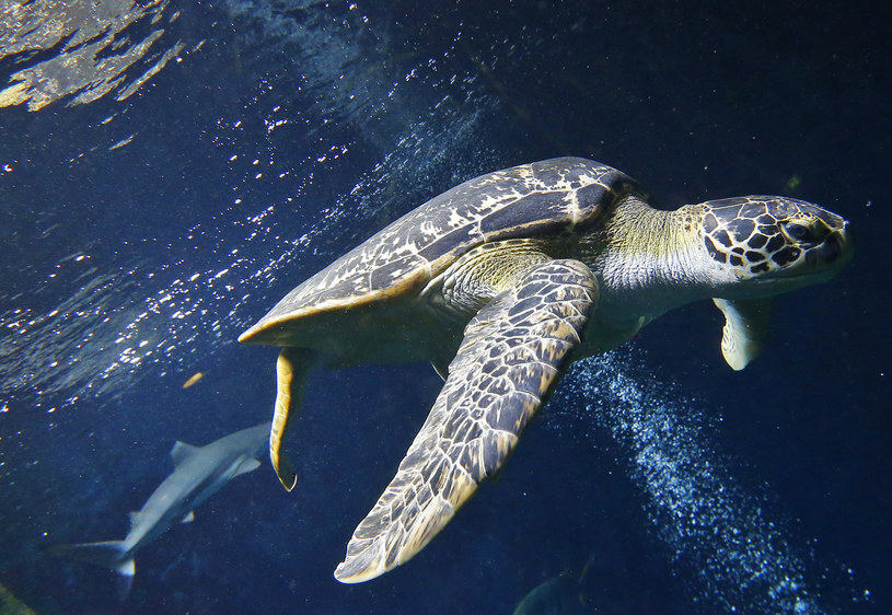 Naro - tartaruga naśladuje ruchy żółwi morskich /AFP