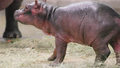 Narodziny hipopotama w zoo w Dallas