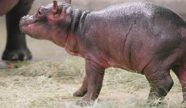 Narodziny hipopotama w zoo w Dallas
