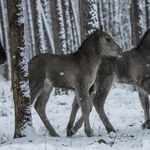 Narodziny koników polskich na Roztoczu. Wybierzcie dla nich imiona!