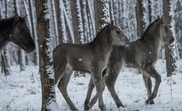 Narodziny koników polskich na Roztoczu. Wybierzcie dla nich imiona!