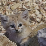 ​Narodziny kotków pustynnych w gdańskim ZOO. Małe i puchate kuleczki