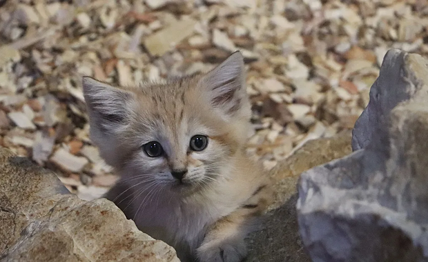 ​Narodziny kotków pustynnych w gdańskim ZOO. Małe i puchate kuleczki