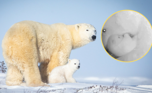 Narodziny niedźwiedzia polarnego w Brazylii. Pierwszy na tym kontynencie
