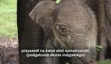 Narodziny słonia sumatrzańskiego. Te zwierzęta są na skraju wyginięcia