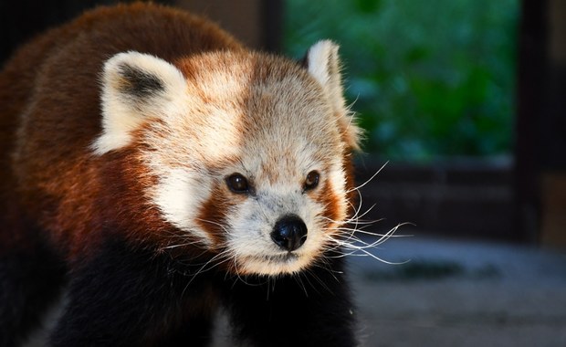 Narodziny w poznańskim ZOO. Pierwsze takie od 20 lat!