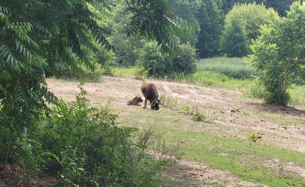 Narodziny w poznańskim zoo. Powiększyła się rodzina Gnu Brunatnych