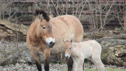 Narodziny w warszawskim zoo. Na świat przyszedł mały Przewałek 