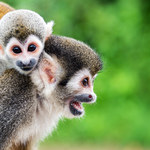 Narodziny wyjątkowej małpki we wrocławskim ZOO