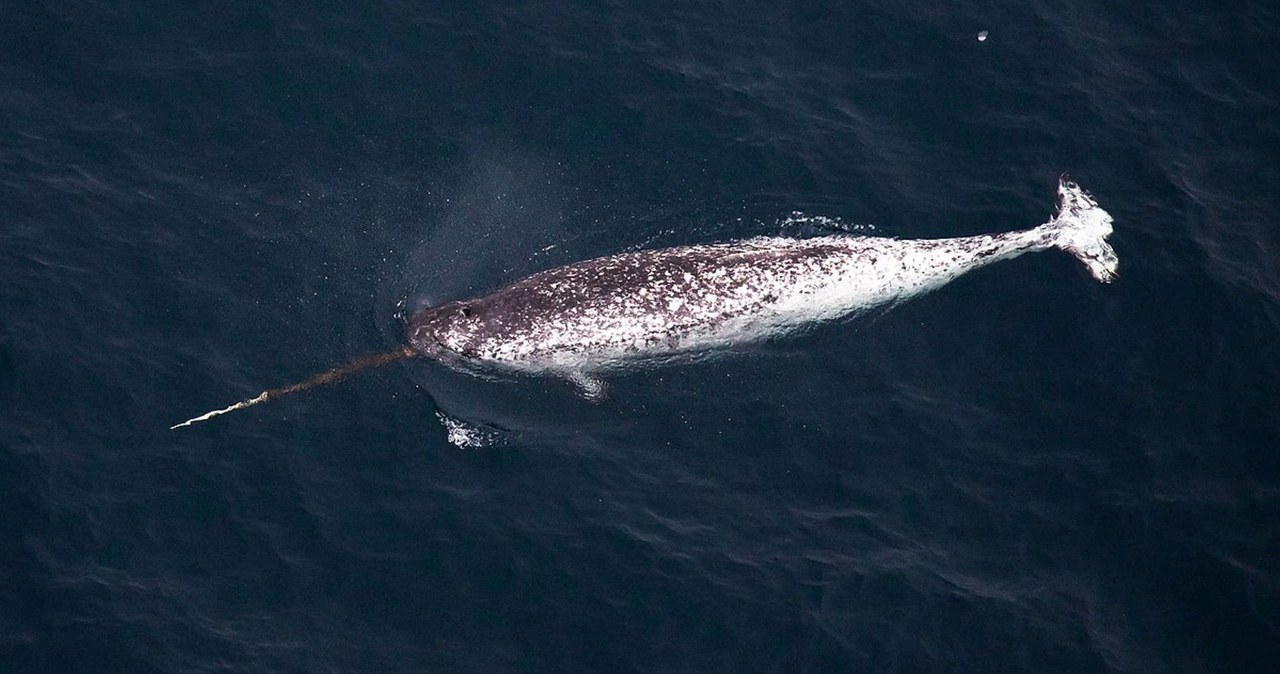 Narwal - to jego przypominał okręt podwodny "Nautilus" /пресс-служба ПАО „Газпром нефть” /Wikimedia