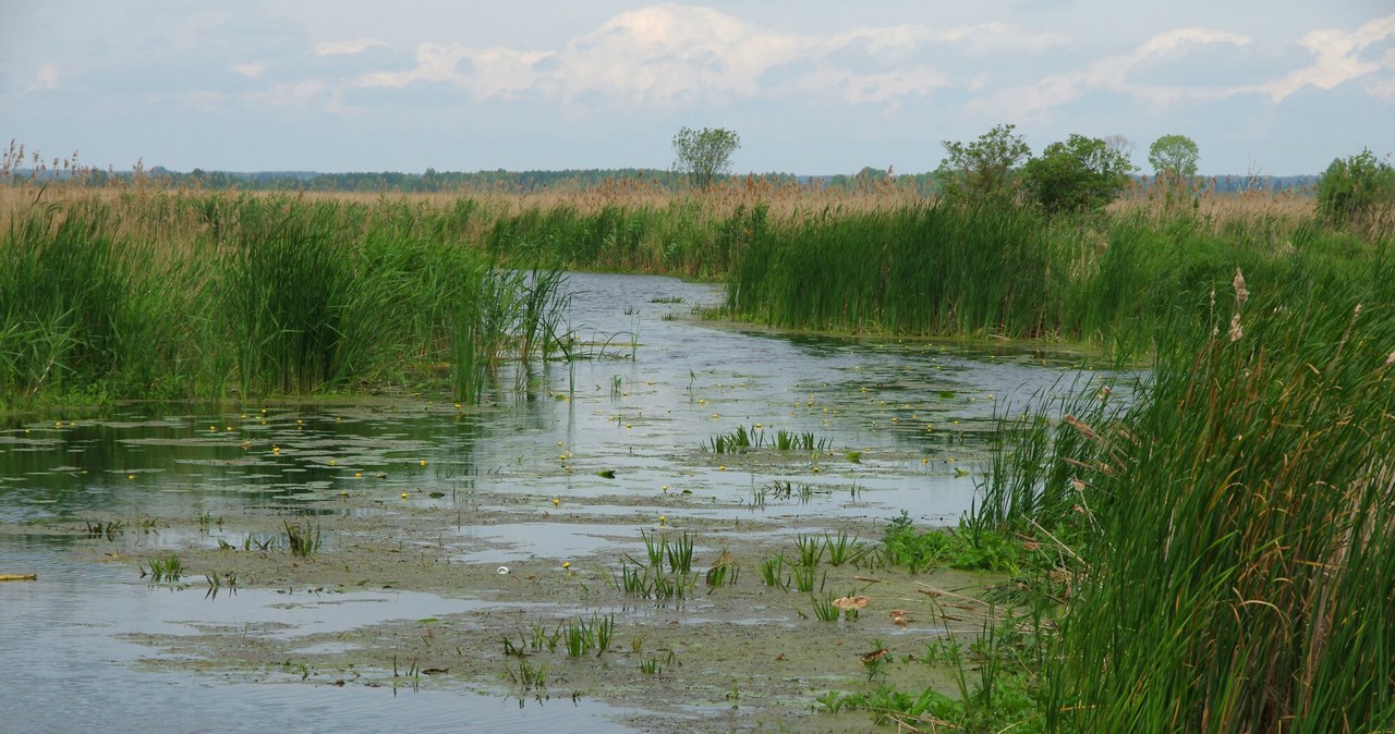 Narwiański Park Narodowy to unikatowy w skali kraju i Europy park doliny rzecznej, chroniący mozaikę rozlewisk, bagien i koryt Narwi /Marek Bazak /East News