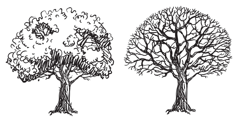 Drzewo Sucha Igła Monotypia Grafika Rysunek Drzewo