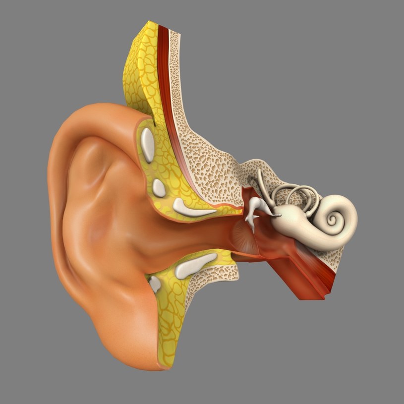 Narząd słuchu jest bardzo delikatny. Należy zadbać o niego już na wczesnych etapach życia /123RF/PICSEL