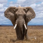 Narzędzie do tropienia seryjnych morderców namierza zabójców słoni. Supernowoczesne testy DNA kontra kłusownicy