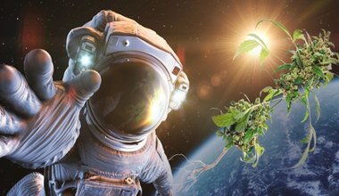 NASA dostarcza astronautom, za pomocą SpaceX, zapas konopi indyjskich