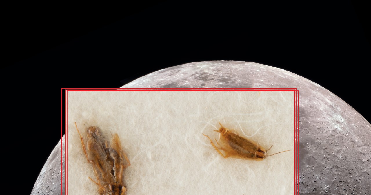 NASA faszerowała karaluchy pyłem z Księżyca. Teraz trafiły na aukcję /123RF/PICSEL