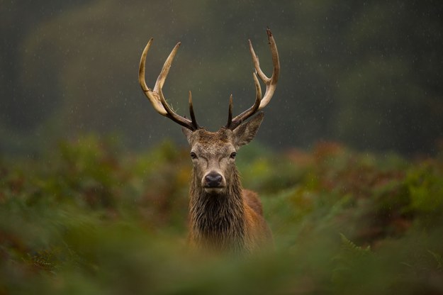 Nasadzanie poroża u jeleni trwa od marca do lipca /Shutterstock