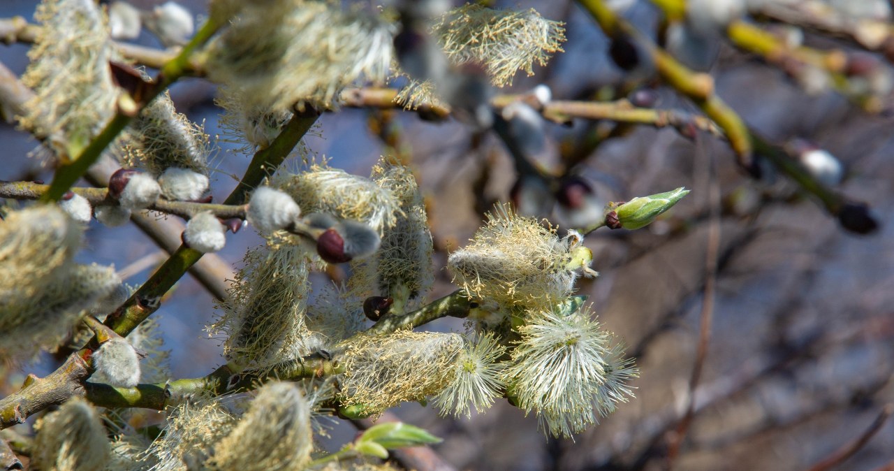 Nasi przodkowie wierzyli, że bazie, czyli puszyste kwiatostany wierzby, mają wyjątkową moc ochronną /123RF/PICSEL