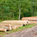 Nasila się zjawisko kradzieży drewna w niemieckich lasach