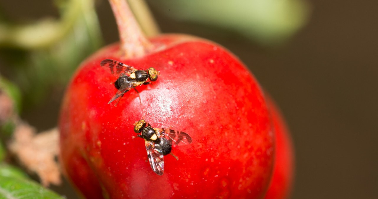 Nasionnica trzęśniówka to groźny szkodnik wiśni, który może zniszczyć owoce /Michel Rauch/Bios Photo /East News