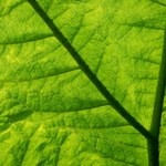 Naśladowanie fotosyntezy. Naukowcy szukają sposobów na generowanie zielonej energii