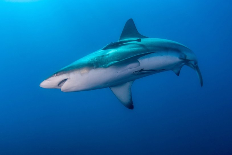 Następna wojna może mieć na polu walki dużo zwierząt. Amerykanie prowadzą np. badania nad wykorzystaniem wszczepów do kontrolowania rekinów, w celu niezidentyfikowanego śledzenia wrogich statków. /123RF/PICSEL