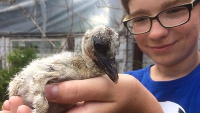 Nastolatek zaopiekował się porzuconym bocianem. Pomóż znaleźć imię dla uroczego ptaszka!