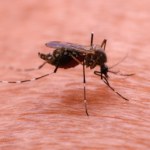 Nastolatkowie zgłosili się z gorączką. Tropikalna choroba w Krakowie