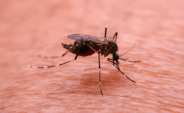 Nastolatkowie zgłosili się z gorączką. Tropikalna choroba w Krakowie