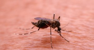 Nastolatkowie zgłosili się z gorączką. Tropikalna choroba w Krakowie