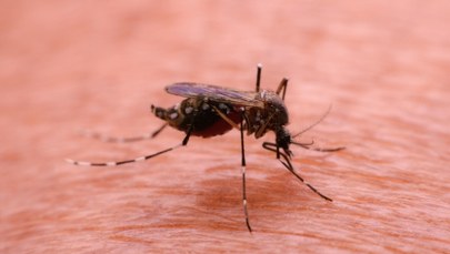 Nastolatkowie zgłosili się z gorączką. Tropikalna choroba w Krakowie