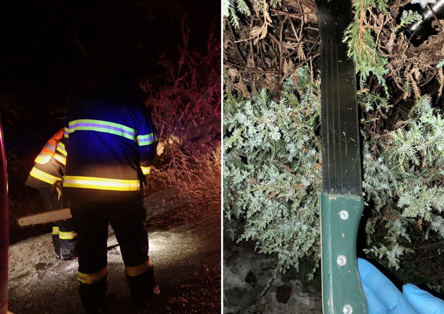 Nastolatkowie zwabili do lasu i brutalnie zaatakowali rówieśników, fot. Policja Jastrzębie-Zdrój /Shutterstock
